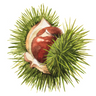 Chestnut Review logo