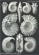The Ammonite Review