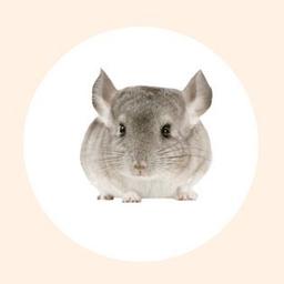 Logo of Chinchilla Lit literary magazine