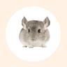 Chinchilla Lit logo