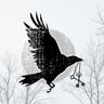Crow & Cross Keys logo