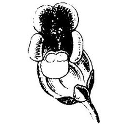 Logo of Figwort Literary Journal literary magazine