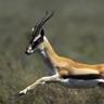 The Furious Gazelle logo