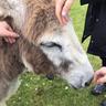Many Nice Donkeys logo
