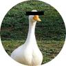 Sad Goose Cooperative logo