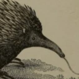 Cover of Echidna Literary Magazine
