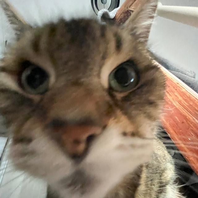mia <3 avatar