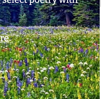 Pine Row Press latest issue