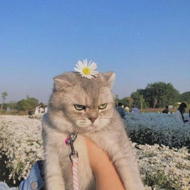 daisy avatar