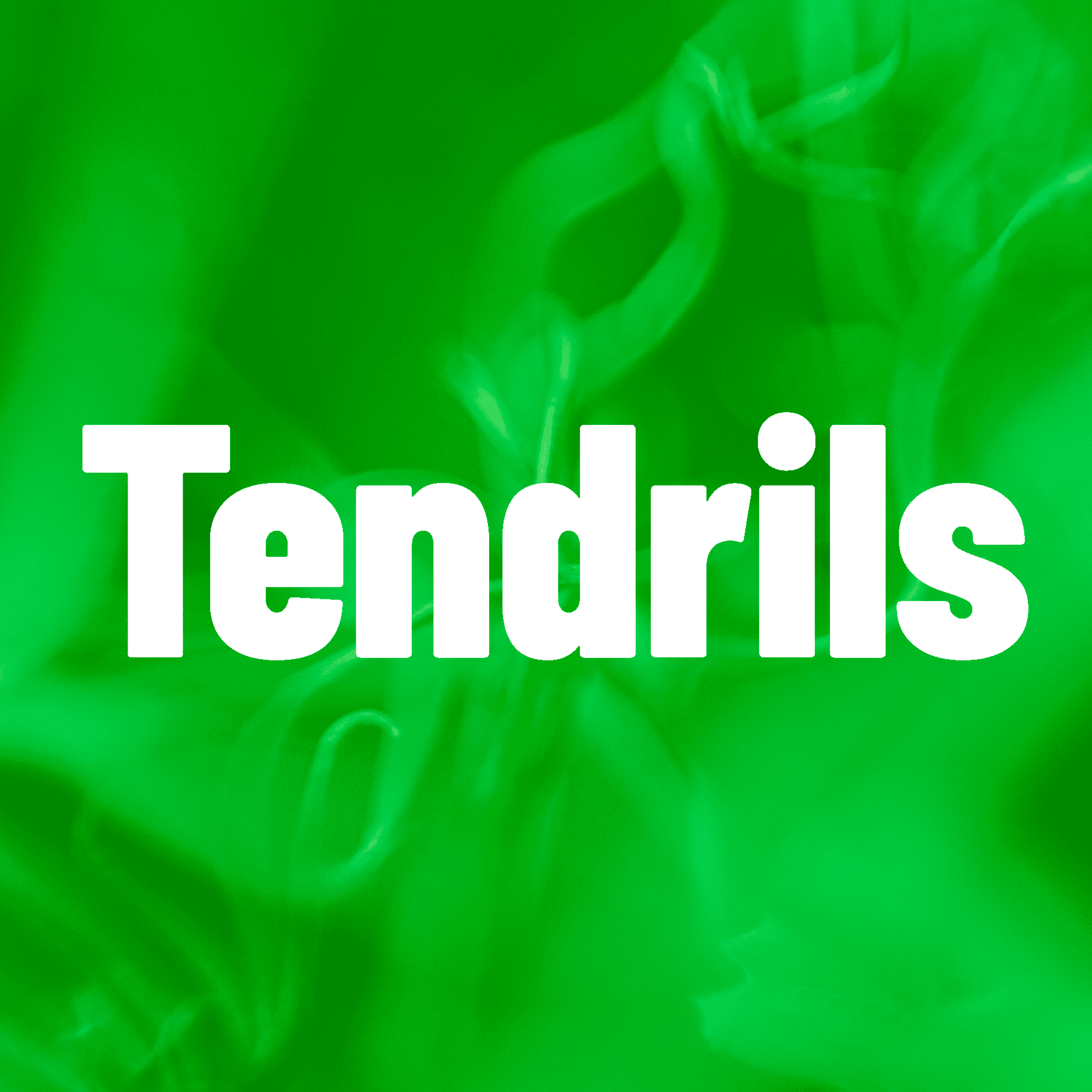 Cover of Tendrils