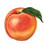 PEACHFUZZ Journal logo