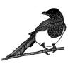 Magpie Award for Poetry logo