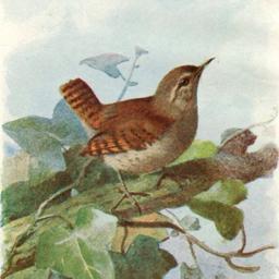 Wren Donovan avatar