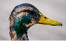 Duck Head Journal logo