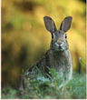 Hare's Paw Literary Journal logo