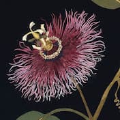 Cover of Lavender Review: Lesbian Poetry & Art