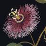 Lavender Review: Lesbian Poetry & Art logo
