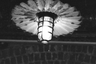 Bloodroot Literary Magazine logo