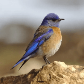 Cover of The Bluebird Word