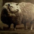 Cover of Literary Veganism: An Online Journal