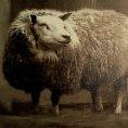 Cover of Literary Veganism: An Online Journal