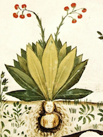 A Quiet Root avatar