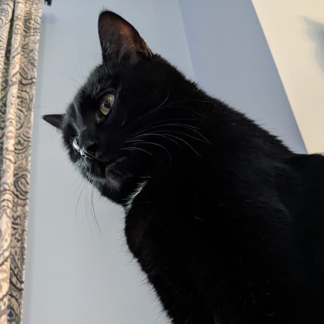 Ellen ZB avatar