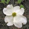 Dogwood Literary Prizes logo