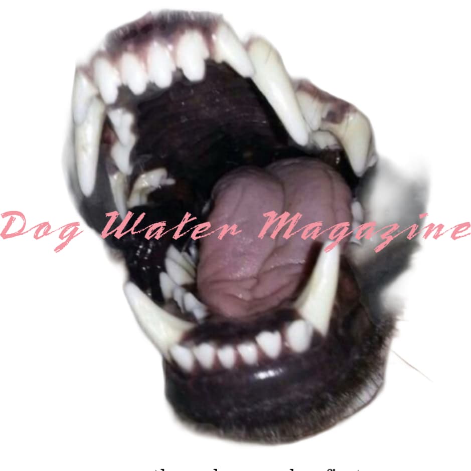 Cover of Dog Water Magazine