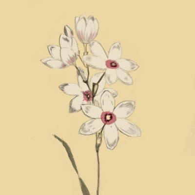 Cover of Aromatica Poetica