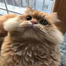 andiesburgers avatar