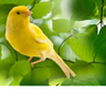 Canary logo