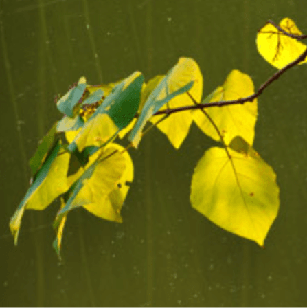 Cover of Yellow Medicine Review