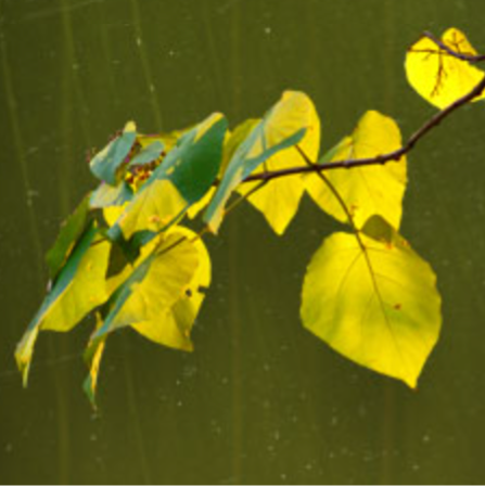 Cover of Yellow Medicine Review