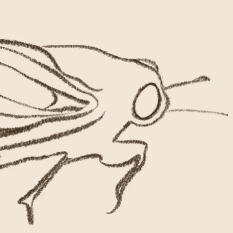 Cover of Cicada