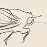 Cicada logo