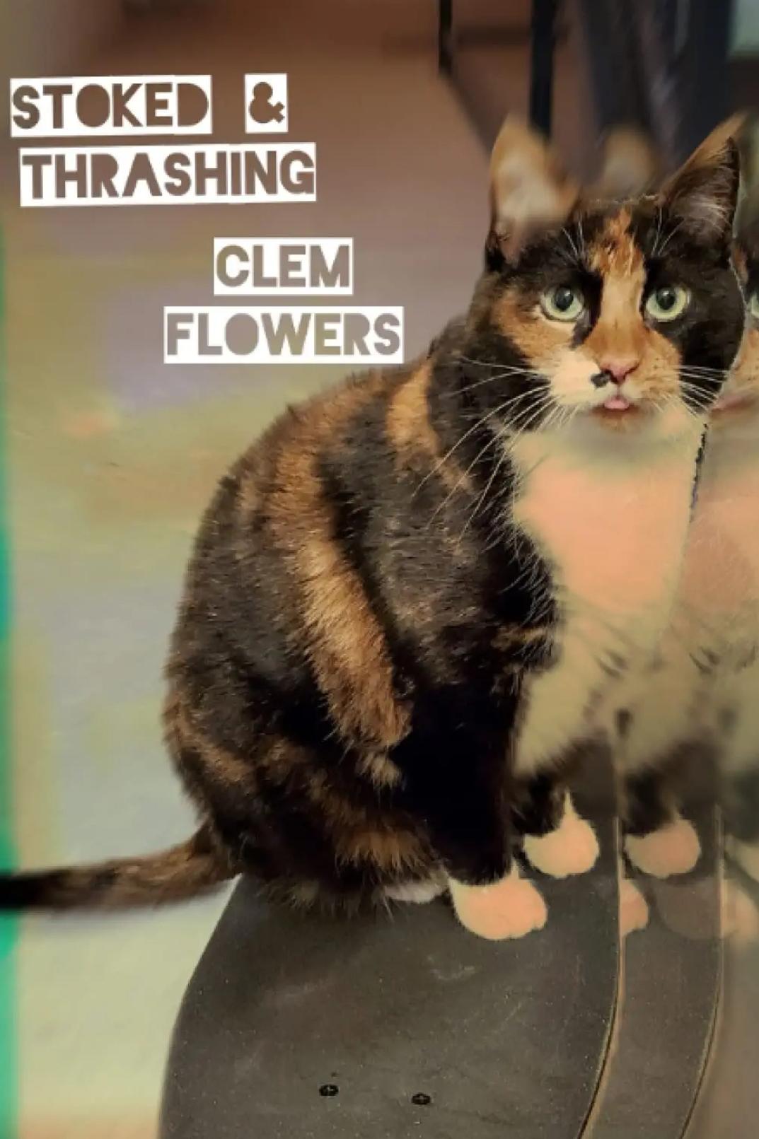 Book cover of Stoked & Thrashing  by Clem Flowers