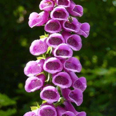 Cover of Foxglove Journal