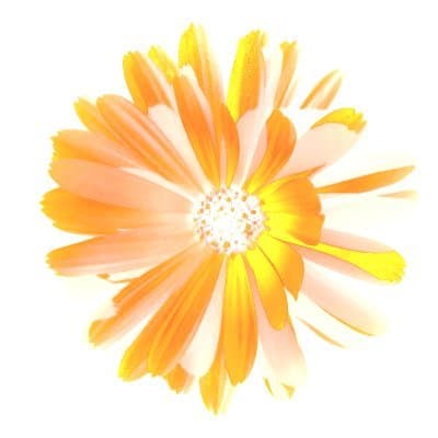 Cover of Free Flash Fiction