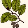 Red Alder Review logo