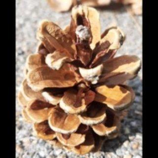 Cover of The Pine Cone Review