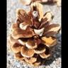 The Pine Cone Review logo