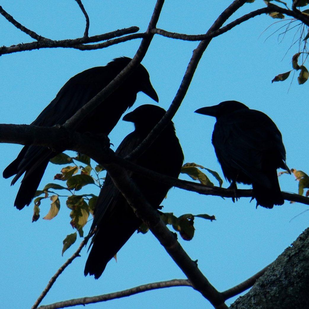 Logo of Three Crows Magazine literary magazine