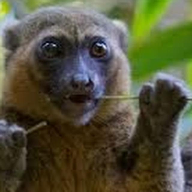 Bamboo Lemur avatar