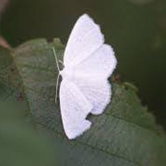 Willow Rueckert-gardner avatar