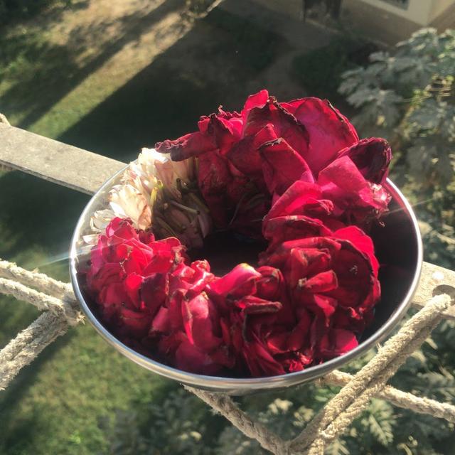 punjwanizinnia avatar