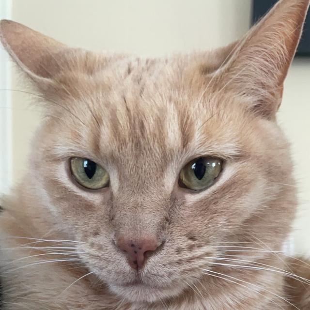 Payton Trentanelli avatar