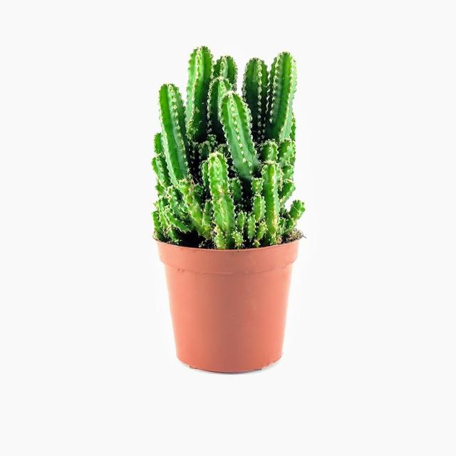 N. B. Cereus avatar