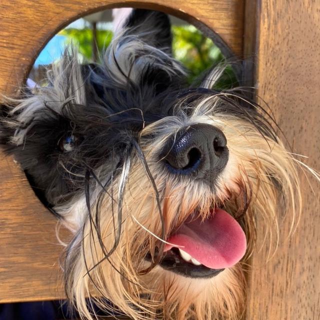 Tully Connor avatar