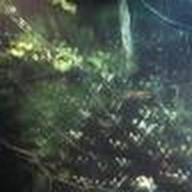 garth ferrante avatar